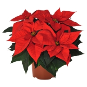 GARDENLINE® Weihnachtsstern 2.99 €