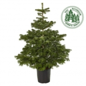 Piardino Nordmanntanne 19.99 €