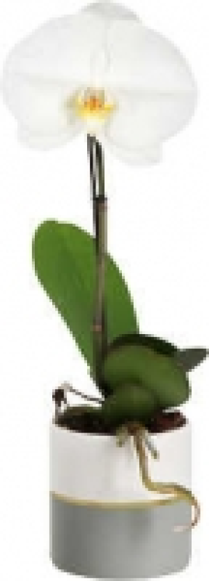 Orchideen im Übertopf 11.99 €
