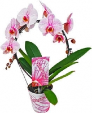Kaufland  Orchideen im Übertopf
