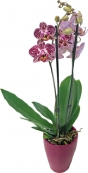 Orchideen im Übertopf 7.99 €