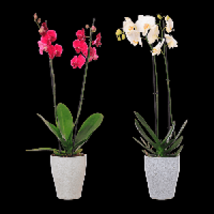 GARDENLINE Phalaenopsis 7.99 €