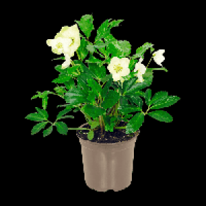 GARDENLINE Christrose (Helleborus) 3.49&nbsp;&euro;