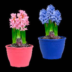 GARDENLINE Hyazinthen 1.79 €