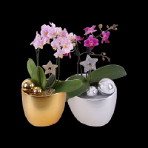 Edeka  Orchideen Phalaenopsis