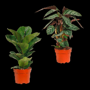 GARDENLINE Grünpflanze 3.99 €