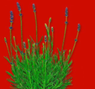Lavendel 0.99 €
