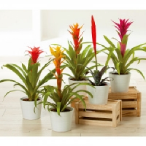 Bromelie 4.99 €