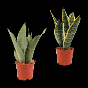 GARDENLINE Sansevieria 3.99 €