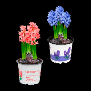 GARDENLINE Narzissen / Hyazinthen 1.69&nbsp;&euro;