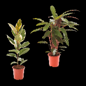 GARDENLINE Grünpflanze 4.99 €