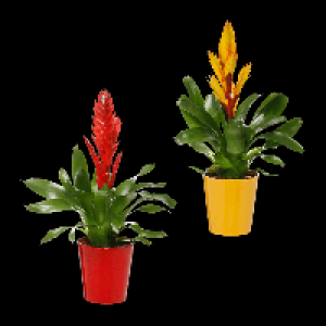 GARDENLINE Guzmanie / Vriesea 5.99 €