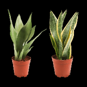 GARDENLINE Sansevieria 5.99 €