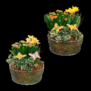 GARDENLINE Fr&uuml;hlingsschale 6.99&nbsp;&euro;