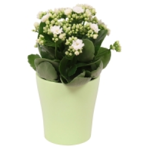 Aldi Süd  GARDENLINE® Kalanchoe