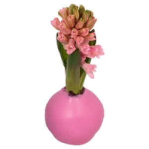 GARDENLINE® Hyazintenzwiebel