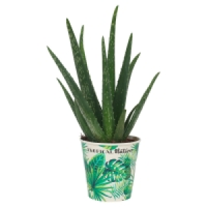 Aldi Süd  GARDENLINE® Grünpflanze Tropical Nature