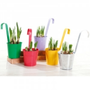 Narzissen 3.99&nbsp;&euro;