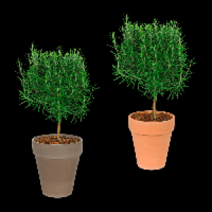 GARDENLINE Gew&uuml;rzst&auml;mmchen 5.99&nbsp;&euro;