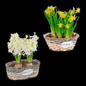 Aldi Nord Gardenline GARDENLINE Blumenzwiebeln im Gefäß
