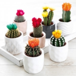 Kakteen 1.99&nbsp;&euro;