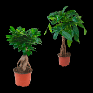 GARDENLINE Ficus Ginseng / Pachira 5.99 €