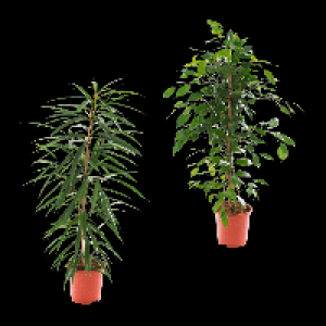 GARDENLINE Grünpflanze 12.99 €