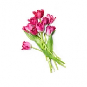 Tulpenstrauß 5.99 €