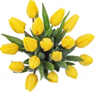 Tulpenstrauß 4.99 €