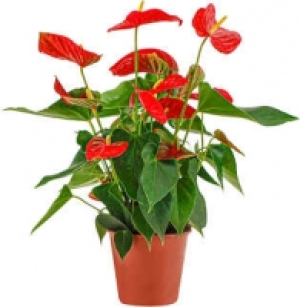 Zimmerpflanzen 6.99 €