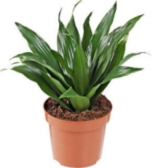 Zimmerpflanzen 2.99 €