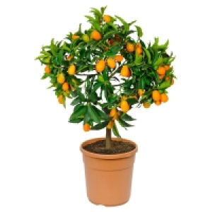 Aldi Süd  GARDENLINE® Mediterranes Stämmchen