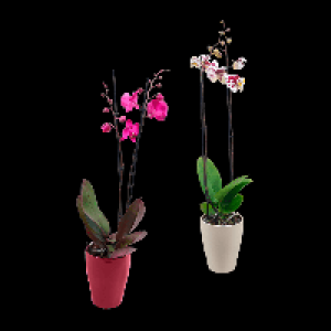 GARDENLINE Phalaenopsis 8.99 €