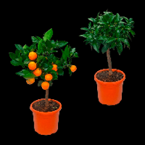 GARDENLINE Zitrusb&auml;umchen 14.99&nbsp;&euro;