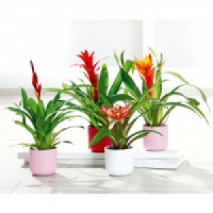 Bromelie 3.99 €