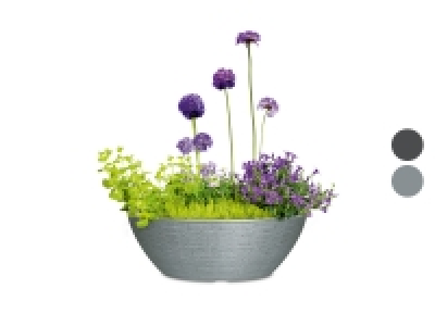 Scheurich Pflanzschale »Barceo Bowl«, Kunststoff, Ø 39 x H 18 cm 29.99 €