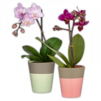 Norma  Mini Orchidee Phalaenopsis