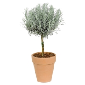 GARDENLINE® Gewürzstämmchen 4.99 €