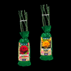 GARDENLINE Edel- / Beet- / Kletterrose 2.49&nbsp;&euro;