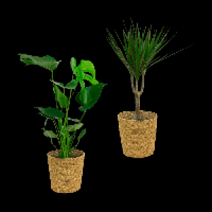 GARDENLINE Grünpflanze 9.99 €