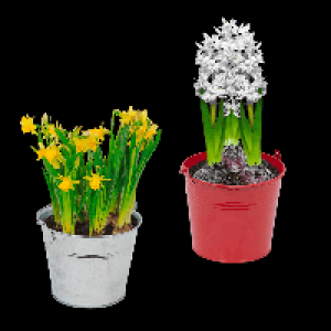 GARDENLINE Blumenzwiebeln im Zink-Übertopf 2.49 €