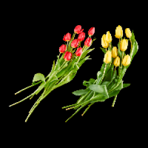 GARDENLINE Tulpen 1.99 €