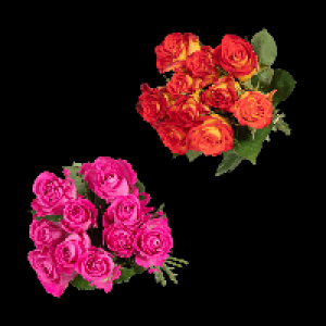 GARDENLINE Fairtrade-Rosen 2.99 €