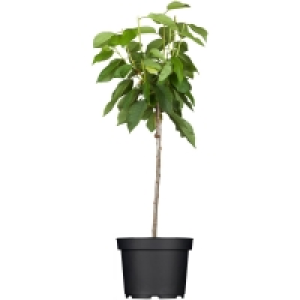 OBI Süßkirsche Burlat Rot Höhe ca. 120 - 140 cm Topf ca. 7 l Prunus 25.99 €