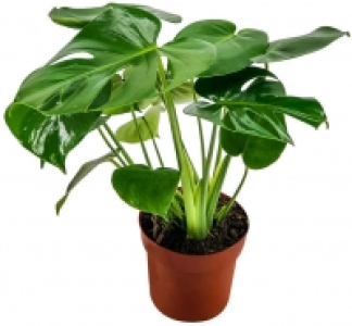 Zimmerpflanzen 3.99 €