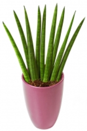 Zimmerpflanzen 1.99 €