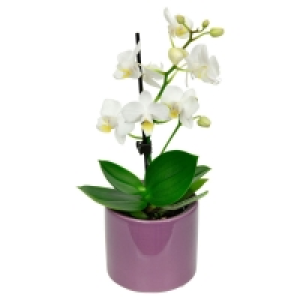 GARDENLINE&reg; Mini-Orchidee 3.99&nbsp;&euro;