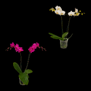 GARDENLINE Phalaenopsis 5.99 €