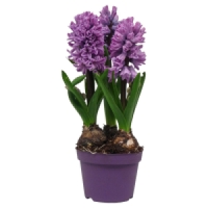 GARDENLINE Blumenzwiebeln Premiummix