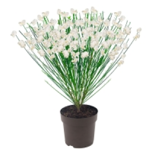 GARDENLINE Edelginster 3.49 €